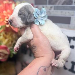 Reilly - Blue brindle female Great Dane puppy in Lehigh Acres, Florida from Florida Wrinkles