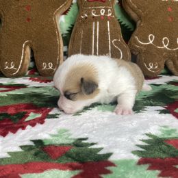 Boy 1 - Red male Pembroke Welsh Corgi puppy in Rosharon, Texas from Morning Glory Corgis