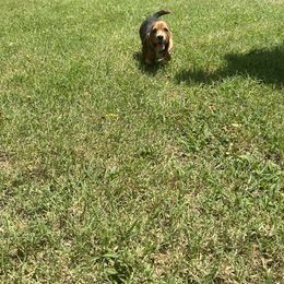 Basset Hound and Bloodhound Puppies from HNH Hounds