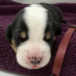 Maroon Girl - Black, white and red female Greater Swiss Mountain Dog puppy in Oregon City, Oregon from Runamuck's Greater Swiss Mountain Dogs