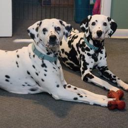 Tajna (pronounced Ty-Na) - Dalmatian