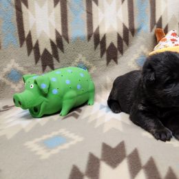 Green collar - Bi-color male German Shepherd puppy in Ramsey, Illinois from Haus-Farr German Shepherds