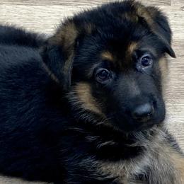 German Shepherds from Haus Mahr German Shepherds & Training, LLC