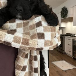 Bernedoodle Puppies from Cali Bernedoodles