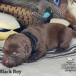 Black Boy - Chocolate male Labrador Retriever puppy in Plymouth, North Carolina from Duck Creek Kennels