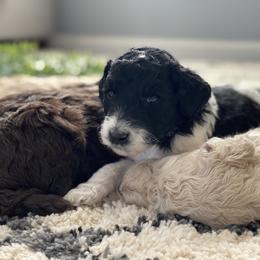 Poodle Puppies from Home of Doodles