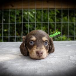 Boone - Chocolate and cream male Dachshund puppy in Excel, Alabama from CJ’s Little Palace