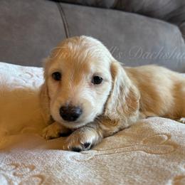 Doug - Cream male Dachshund puppy in Jonesboro, Illinois from Twin Hills Dachshunds