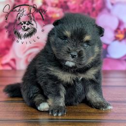 Bowie - Black and tan male Pomeranian puppy in Fultonville, New York from Sandy Aussies & Pomeranians