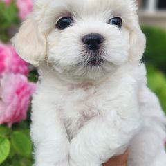 Lacy - Cream female Shichon puppy in Carmel, Indiana from S&S Pups