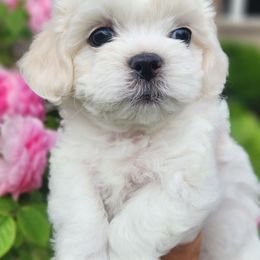 Lacy - Cream female Shichon puppy in Carmel, Indiana from S&S Pups