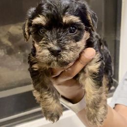 Orange Collar - Black and tan male Yorkipoo puppy in Mansfield, Texas from Eleven:11 Kennels