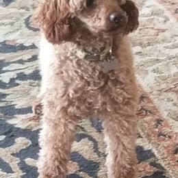 Goldendoodles and Poodles from East Valley Pups
