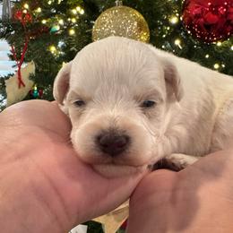 Orange collar boy. - White male Miniature Schnauzer puppy in Oneonta, Alabama from Murphree Valley Kennels
