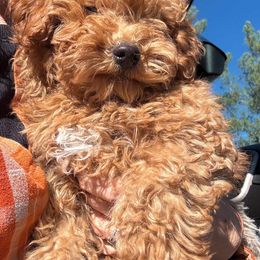 Benny - Red  male Goldendoodle puppy in Tucson, Arizona from Ever After Doodles Arizona