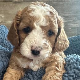 Logan - Apricot male Cavapoo puppy in Camden, Michigan from FurEver Friends Finder