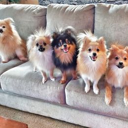Pomeranians and Pomskies from The Pomsky Palace