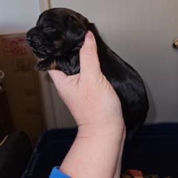 1 - Black and tan male Dachshund puppy in Lansing, Michigan from Black Thunder 517 Cane Corso and Dachshunds