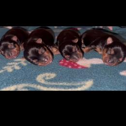 Yorkshire Terrier Puppies from Heaven_sent_toy_yorkies