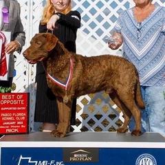 Nokosi - Chesapeake Bay Retriever
