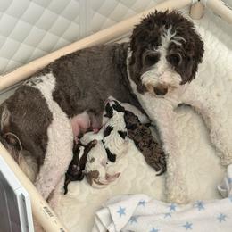 Goldendoodle puppies from Coats of Many Colors LLC