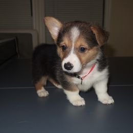 Piper - Black and tan female American Corgi puppy in Kennewick, Washington from Corgis of Tricities