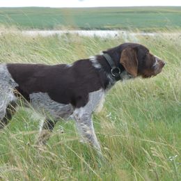 German Wirehaired Pointer Puppies from Backwoods Kennels