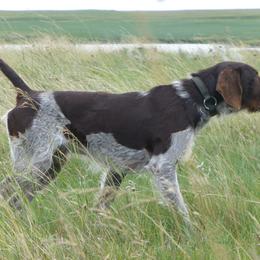 German Wirehaired Pointer Puppies from Backwoods Kennels