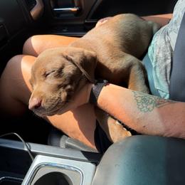 Jiffy - Chocolate male Labrador Retriever puppy in Dickson, Tennessee from Cane Creek Labradors
