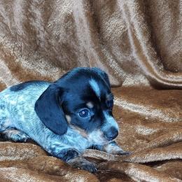 OLIVE - Piebald female Dachshund puppy in Swink, Oklahoma from Palali Farm