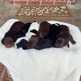 Dachshund puppies from Dixies Dachshunds