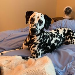 Basset Hound and Dalmatian Puppies from Lazy B Bassets and Dalmatians
