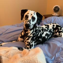 Basset Hound and Dalmatian Puppies from Lazy B Bassets and Dalmatians