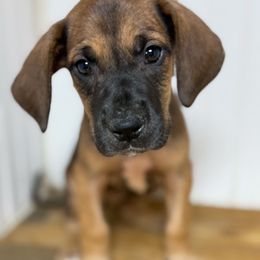 Abbie - Fawn female Great Dane puppy in Hutchinson, Kansas from Dappled Danes