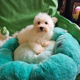 Champ - White and buff male Bichon Frise puppy in Chatham, Illinois from Bichon Frise Partnership