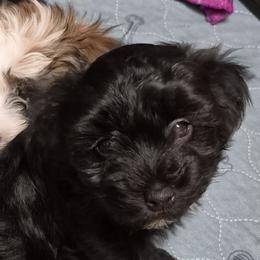 Havanese from Darrtfarms