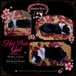 Hot Pink Girl - female Sporty Mix puppy in Algona, Iowa from Ebonheart Kennel