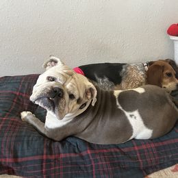 Beagle and Bulldog All Grown Up from Bluebonnet Kennels