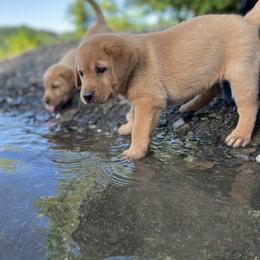 Labrador Retriever Puppies from AGL Retrievers