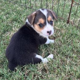 Girl 2 - Black and tan female Pembroke Welsh Corgi puppy in Honey Grove, Texas from JK Ranch Corgis