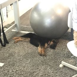 German Shepherd Puppies from Oregon German Shepherds