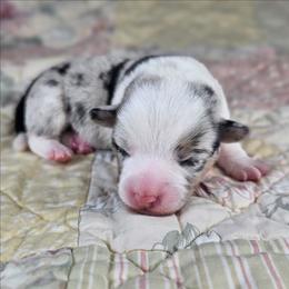 Louie - Blue merle and white male American Corgi puppy in Taylorsville, North Carolina from America's Red White and Bluie Corgis