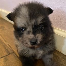 Pomeranians from Precious Pom Puppies