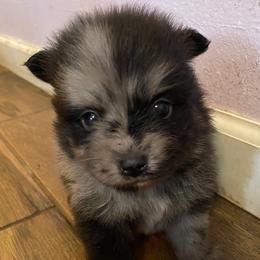 Pomeranians from Precious Pom Puppies