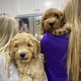 Goldendoodle Puppies from Whidbey Goldendoodles
