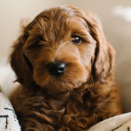 Goldendoodles from Bountiful Doodles