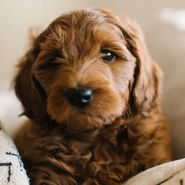 Goldendoodles from Bountiful Doodles