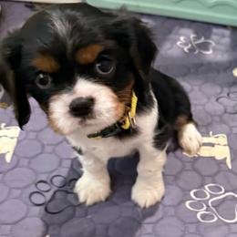 Herby (yellow collar) - Tri-color male Cavalier King Charles Spaniel puppy in Ocala, Florida from Ray of Sunshine Spaniels LLC