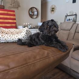 Gizzy - Black male Shih Tzu puppy in Kings Mountain, North Carolina from Britany's Shih Tzus