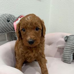 Pink - Apricot female Goldendoodle puppy in Bakersfield, California from Lavish Doodles